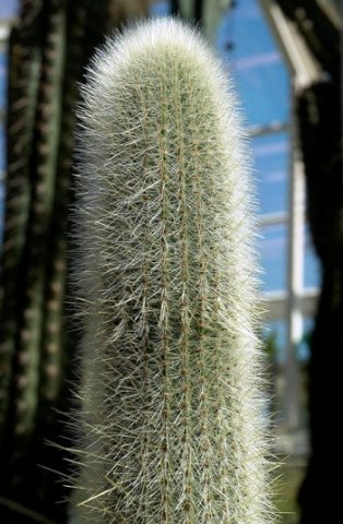 Cleistocactus_hyalacanthus